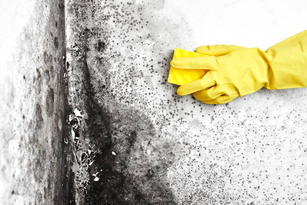 Professional Mold Removal in Salem, SD
